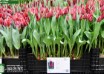 Tulipa Pallada (1)